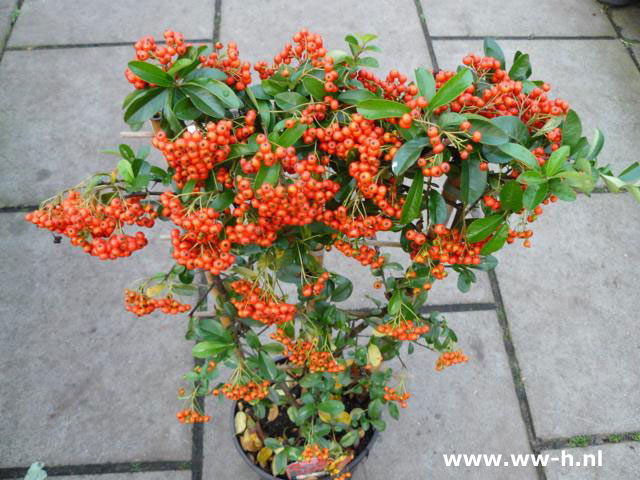 Pyracantha coccinea 'Red Column' 4.99